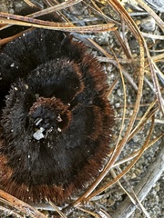 Thelephora terrestris