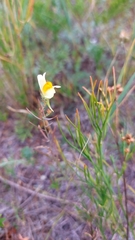 Linaria buriatica