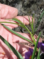 Solanum linearifolium