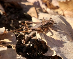 Tettigoniinae