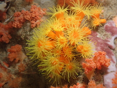 Dendrophyllia arbuscula