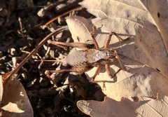 Tettigoniinae