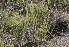 Ephedra viridis