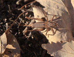 Tettigoniinae