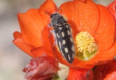 Acmaeodera pubiventris lanata