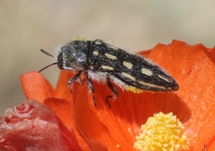 Acmaeodera pubiventris lanata