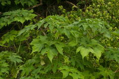 Tithonia diversifolia