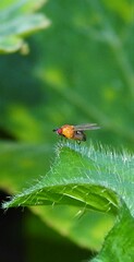 Sapromyza sciomyzina