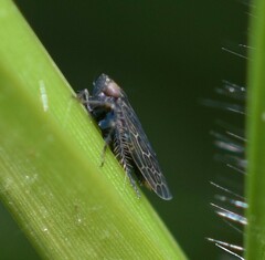Deltocephalini