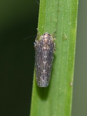 Deltocephalini