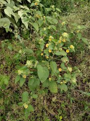 Malvastrum americanum