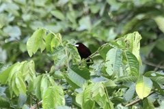 Ramphocelus carbo