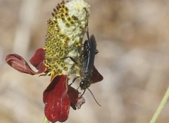 Sphecinae
