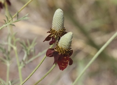 Ratibida columnifera