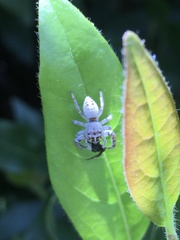 Opisthoncus polyphemus