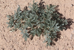 Hoffmannseggia repens