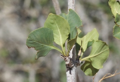 Fraxinus anomala
