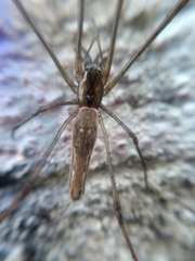 Tetragnatha elongata