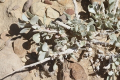 Atriplex confertifolia