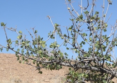 Fraxinus anomala