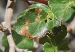 Stigmella prunifoliella