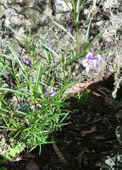 Solanum linearifolium