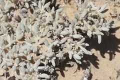 Eriogonum shockleyi