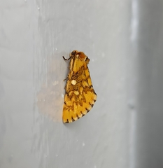 Chrysoecia dela