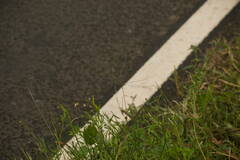 Digitaria velutina