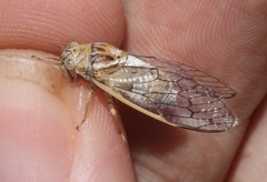 Beameria ansercollis