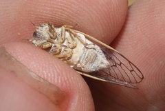 Beameria ansercollis