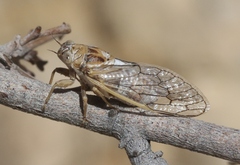 Beameria ansercollis