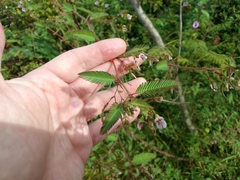 Aeschynomene americana