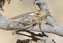 Beameria ansercollis