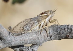 Beameria ansercollis