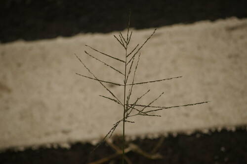 Digitaria velutina