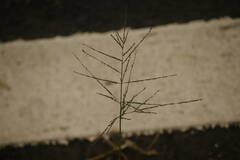 Digitaria velutina