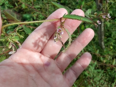 Aeschynomene americana