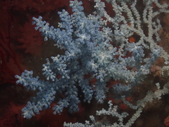 Anthogorgia divaricata