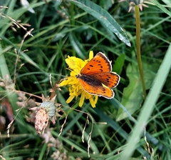 Lycaena violacea