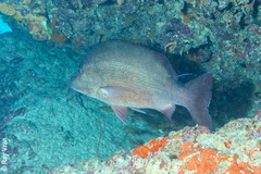 Lutjanus lemniscatus