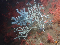 Anthogorgia divaricata