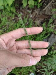 Digitaria setigera