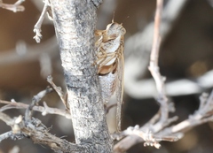 Beameria ansercollis