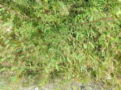 Aeschynomene americana