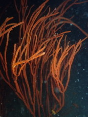 Dichotella gemmacea