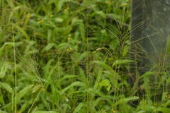 Digitaria velutina