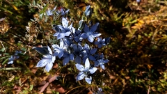 Lomatogonium carinthiacum