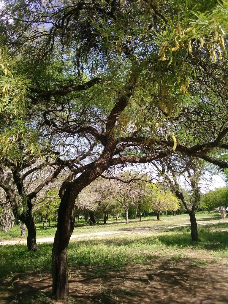 Prosopis alba Griseb. 4