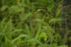 Digitaria velutina